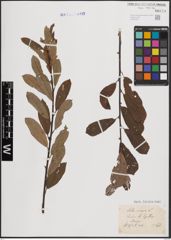 Foto von Salix cinerea L.